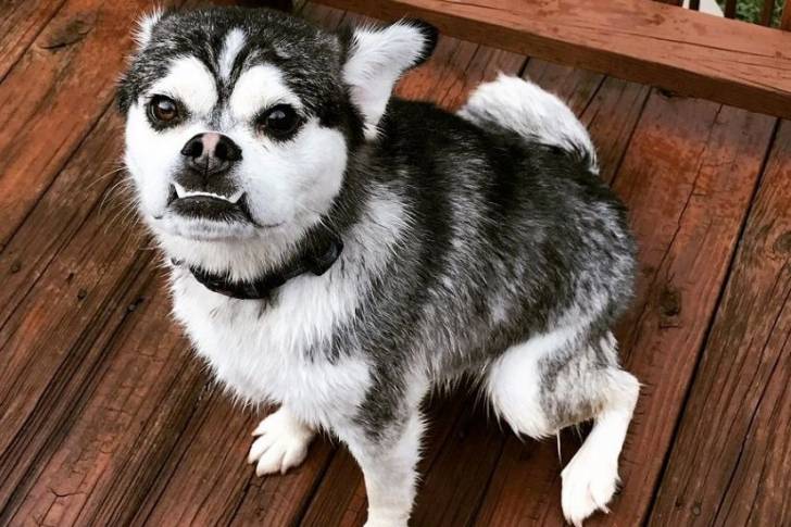 Un Siberian Hug sur une terrasse en bois