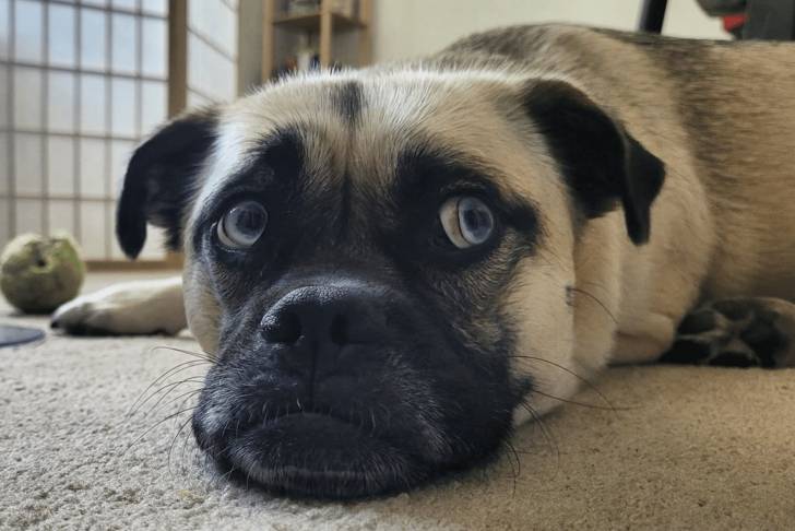 Un Siberian Hug allongé sur un tapis gris et regardant directement la caméra