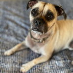 Un Jug allongé sur un tapis à motifs