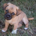 Un Jug assis sur une pelouse herbeuse