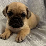 Un petit Jug allongé sur une couverture grise