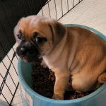 Un Jug assis dans un bol de nourriture en plastique bleu