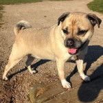 Un Jug debout sur une poutre en bois se trouvant sur un sentier de terre