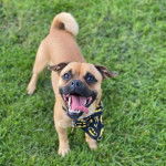 Un Jug portant un bandana et debout à quatre pattes sur une pelouse verdoyante