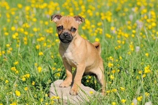 Un mini Jug debout sur un rocher dans un champ de fleurs jaunes