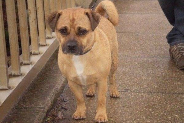 Un Jug debout à quatre pattes sur un trottoir avec une balustrade métallique en arrière-plan