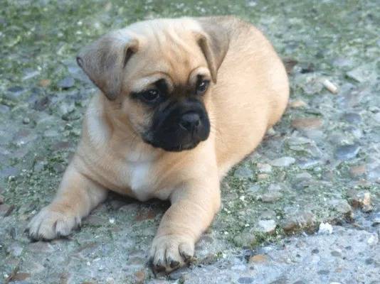 Un Jug allongé sur un sol couvert de petites pierres et de feuilles