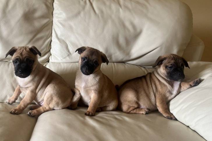 Photo de trois Jugs assis sur un canapé beige