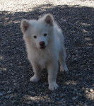 Iceland - Chien Finnois de Laponie Mâle (2 mois)