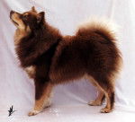 Chien finnois de Laponie (Lapinkoira) Pippin - Chien Finnois de Laponie