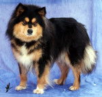 chien finnois de Laponie - Taïga Aegirson - Chien Finnois de Laponie