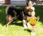 chien finnois de Laponie - Rahkkasan Biija - Chien Finnois de Laponie