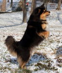 chien finnois de Laponie - Chien Finnois de Laponie