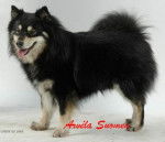 chien finnois de Laponie - Saskatchewan Trail's Pataud appartenant à l'élevage d'ARVELA SUOMEN - Chien Finnois de Laponie