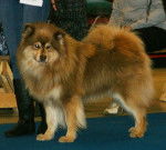 Photo Chien Finnois de Laponie