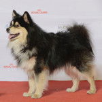 Photo Chien Finnois de Laponie