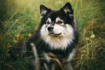 Photo Chien Finnois de Laponie