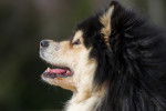 Photo Chien Finnois de Laponie