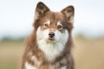 Photo Chien Finnois de Laponie