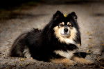 Photo Chien Finnois de Laponie