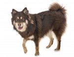 Photo Chien Finnois de Laponie