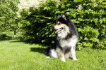 Photo Chien Finnois de Laponie