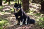 Photo Chien Finnois de Laponie