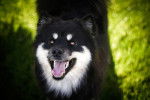 Photo Chien Finnois de Laponie
