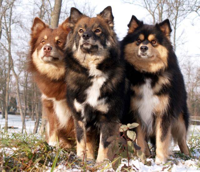 Taïga, Biija et Pippin - chiens finnois de Laponie - Chien Finnois de Laponie