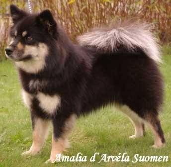 chien finnois de Laponie - Amalia d'ARVELA SUOMEN appartenant à l'élevage d'ARVELA SUOMEN - Chien Finnois de Laponie