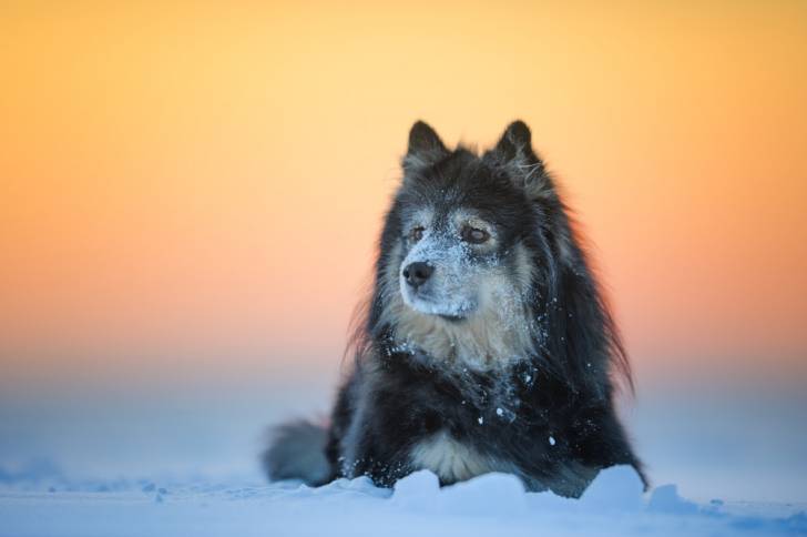 Photo Chien Finnois de Laponie