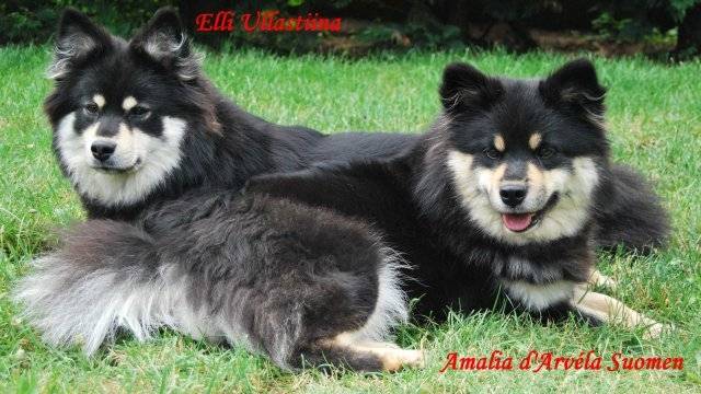 amalia et elie maman de mon chien falko - Chien Finnois de Laponie (4 ans)