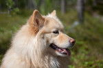 Photo Chien Finnois de Laponie