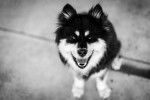 Photo Chien Finnois de Laponie
