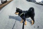 Un Chien Finnois de Laponie tenu en laisse sur une voie