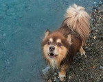 Un Chien Finnois de Laponie regardant vers la caméra