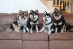 Quatre Chien Finnois de Laponie assis sur un canapé
