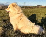 Un Chien Finnois de Laponie assis sur un terrain herbeux