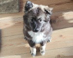 Un Chien Finnois de Laponie assis sur un plancher en bois