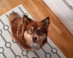 Un Chien Finnois de Laponie assis sur un tapis et regardant vers la caméra