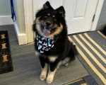 Un Chien Finnois de Laponie assis et portant un foulard autour du cou