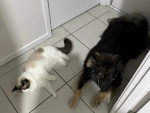 Un Chien Finnois de Laponie allongé à côté d'un chat
