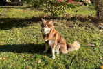 Un Chien Finnois de Laponie assis sur un terrain herbeux