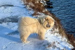 Un Chien Finnois de Laponie sur une surface enneigée