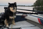 Un Chien Finnois de Laponie assis dans une barque