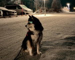 Un Chien Finnois de Laponie assis sur une surface sableuse