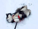 Un Chien Finnois de Laponie allongé de dos sur une surface enneigée 