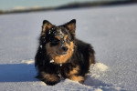 Un Chien Finnois de Laponie allongé sur une surface enneigée