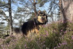 Un Chien Finnois de Laponie près d'un arbre 