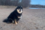 Un Chien Finnois de Laponie assis sur une surface sableuse